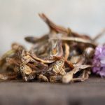 Pesciolini Spratti Paul Paulina