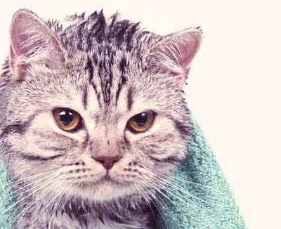 Igiene del Gatto