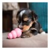 Kong Puppy - small